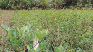 Bolivia aguarda informe de la OMS para sacar a la coca de la lista 1 de estupefacientes