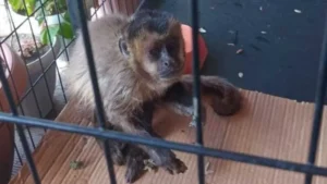 Pofoma rescata dos monos que deambulaban en el centro de la ciudad de Sucre